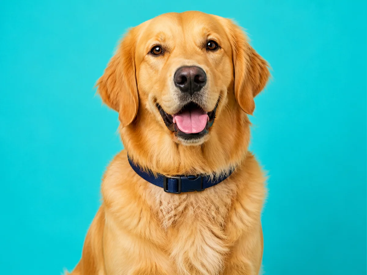 Golden retriever antes y después de reemplazar el collar por un pañuelo rojo