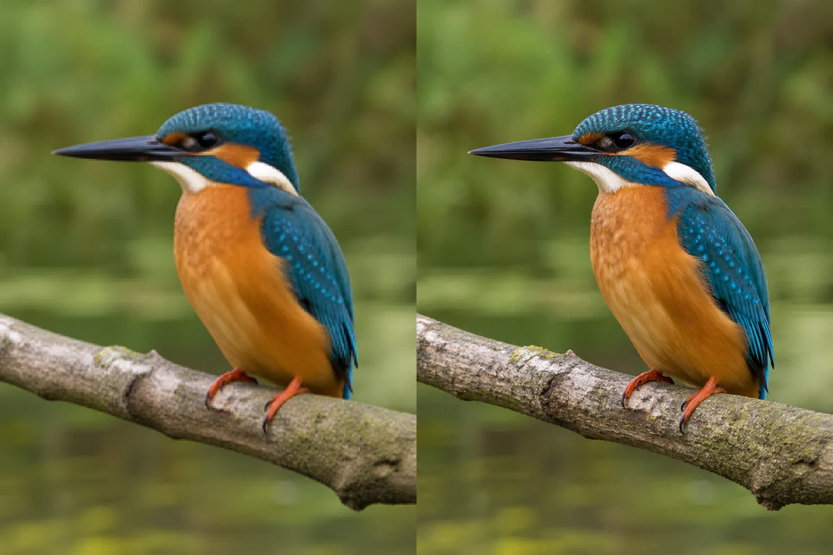 Low-resolution and upscaled kingfisher photo comparison after Magic Eraser cleanup